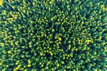 Повітряний вид на високі зелені дерева в красивому лісі — стокове фото