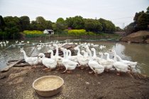 Стадо білих домашніх качок біля ставка в сільській місцевості — стокове фото