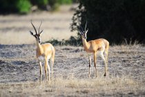 Bellissime antilopi sul prato erboso della Riserva Nazionale Masai Mara, Africa — Foto stock
