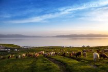 Troupeau de moutons broutant sur l'herbe verte et le paysage du lac Sailimu du Xinjiang, Chine — Photo de stock