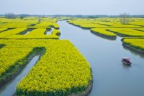 Vista aérea del campo de colza, Jiangyan, Jiangsu, China - foto de stock