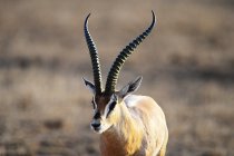 Wunderschöne Gazelle auf grasbewachsener Wiese im Masai Mara Nationalreservat, Afrika — Stockfoto