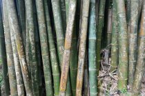 Vista de perto de plantas de bambu, área cênica de Detian da cidade de Chongzuo, região de Guangxi, China — Fotografia de Stock