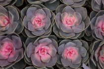 Top view of beautiful pink succulents, full frame view — Stock Photo