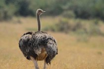Vista trasera de hermoso avestruz caminando en la hierba en la vida silvestre durante el día - foto de stock