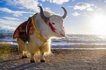 Increíble yak animal cerca de la masa de agua en la mañana, el Tíbet - foto de stock