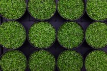 Vue de dessus de petites plantes à feuilles vertes dans des pots sur fond noir — Photo de stock