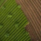 Vista aerea di bellissimi campi agricoli verdi durante il giorno — Foto stock