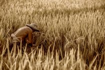 O agricultor está no campo de arroz — Fotografia de Stock