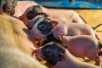 Mutterschwein füttert die Ferkel, Nahaufnahme — Stockfoto