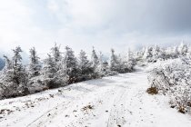 Floresta coberta de neve em belas montanhas de inverno — Fotografia de Stock