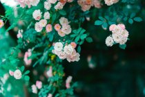 Vue rapprochée de belles fleurs roses tendres fleurissant sur le buisson vert dans le jardin — Photo de stock