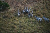Troupeau de beaux zèbres sauvages dans la réserve nationale du Masai Mara, Afrique — Photo de stock