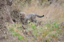Lindo guepardo salvaje caminando en la hierba en la vida silvestre - foto de stock
