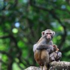 Close-up of two adorable adult and baby monkeys in wildlife — Stock Photo