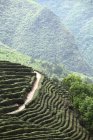 Чайный сад округа Сисян, провинция Шэньси, Китай — стоковое фото