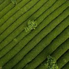 Воздушный вид красивых зеленых сельскохозяйственных полей в дневное время — стоковое фото