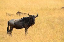 Side view of majestic wild wildebeest pastzing on grassland — стоковое фото