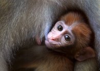 Primer plano de dos adorables monos adultos y bebés en la vida silvestre - foto de stock