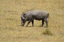 Warthog caza en la vida silvestre en savanna, África - foto de stock