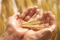 Обрезанный снимок старшего фермера, держащего спелую пшеницу в поле — стоковое фото