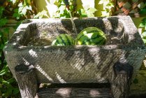 Nahaufnahme frischer reifer süßer Wassermelonen im Wasser — Stockfoto