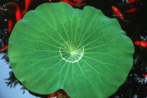Спокійна сцена з зеленим листом і золотою рибою в спокійному ставку — стокове фото