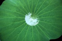 Vista ravvicinata della texture fresca foglia di loto verde — Foto stock