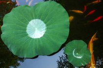 Vista superior de folhas verdes e peixes dourados nadando em lagoa calma — Fotografia de Stock