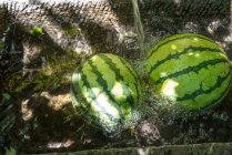 Vista de perto de melancias doces maduras frescas na água — Fotografia de Stock