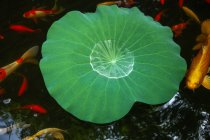 Tranquila escena con hojas de plantas de agua verde y peces de colores en el estanque - foto de stock