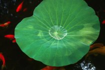 Vista close-up de folha de planta de água verde e peixinho dourado na lagoa — Fotografia de Stock