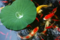 Крупним планом вид на лист рослин зеленої води і золоту рибу в ставку — стокове фото