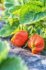 Nahaufnahme frischer reifer roter Erdbeeren mit grünen Blättern, selektiver Fokus — Stockfoto