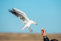 Обрезанный снимок человека, кормящего чайку, летящую в голубом небе — стоковое фото