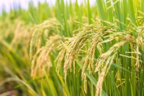 Close-up view of green grass in the field, selective focus — Stock Photo