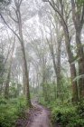Путь между зелеными деревьями в красивом лесу в туманный день — стоковое фото