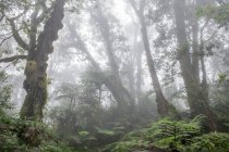Nevoeiro na bela floresta tropical verde pela manhã — Fotografia de Stock