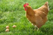 Side view of brown chicken and eggs in green grass — Stock Photo