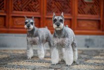 Close-up view of two beautiful fluffy grey dogs looking at camera — Stock Photo