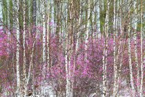 Paisajes de primavera de la Gran Cordillera Khingan, provincia de Heilongjiang, China - foto de stock