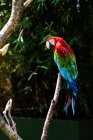 Schöner bunter Papagei, der auf Zweigen hockt, aus nächster Nähe — Stockfoto