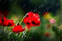 Close-up view of beautiful red poppy flowers in the garden under rain — Stock Photo