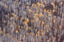 Vista ad alto angolo della bellissima foresta di betulle invernali nella provincia di Heilongjiang, catena montuosa del Khingan, Cina — Foto stock
