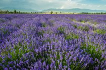 Lavendelfeld mit Blumen und blauem Himmel tagsüber — Stockfoto