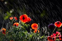 Close-up view of beautiful red poppy flowers in the garden under rain — Stock Photo