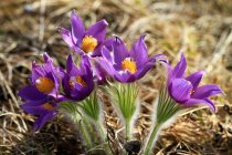 Vue rapprochée de belles fleurs violettes, Mongolie intérieure, Hulun Buir — Photo de stock