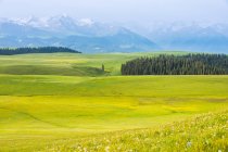 Красивый весенний пейзаж с зелеными деревьями, живописными горами и голубым небом — стоковое фото