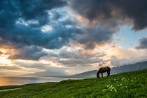Pâturage de chevaux sur prairie verte près du plan d'eau au coucher du soleil — Stock Photo