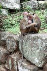 Adorable family of monkeys sitting on stones and hugging together — Stock Photo
